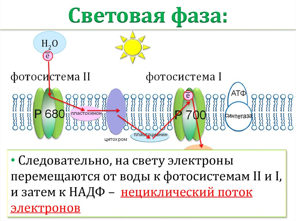 Кодирует ферменты содержит белки переносчики электронов. Фотосистема 2 строение. Фотосистема 1 фотосинтез. Фотосистема 2 фазы. Фотосистема 2 фотосинтез.