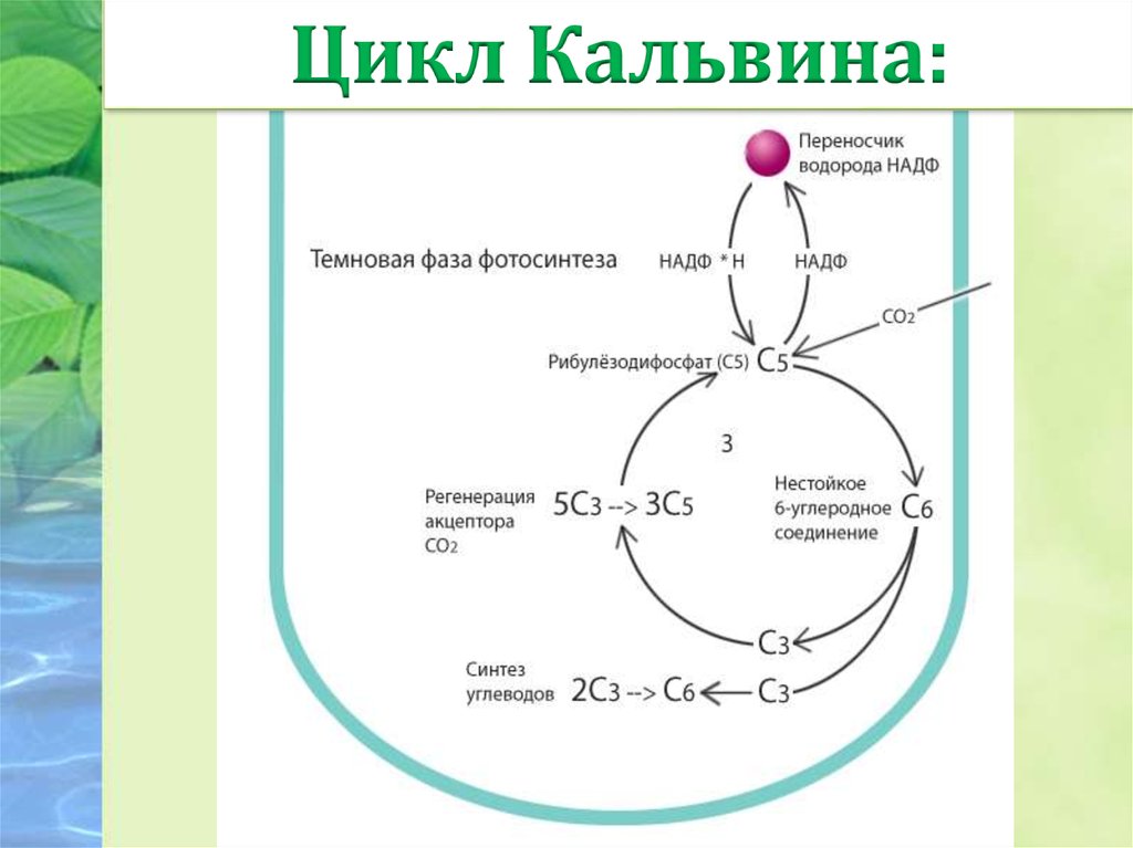 Фотосинтез схема. Цикл Кальвина в фотосинтезе. Цикл Кальвина фаза фотосинтеза. Световая фаза фотосинтеза цикл Кальвина. Темновая фаза фотосинтеза цикл Кальвина.