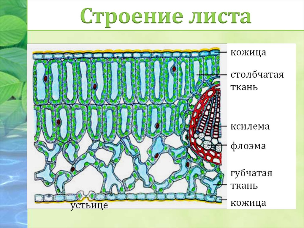 В клетках мякоти листа. Внутреннее строение листа ткани. Ткани растений мякоти листа. Строение кожицы и мякоти листа. Внутреннее строение листа фотосинтезирующая ткань.