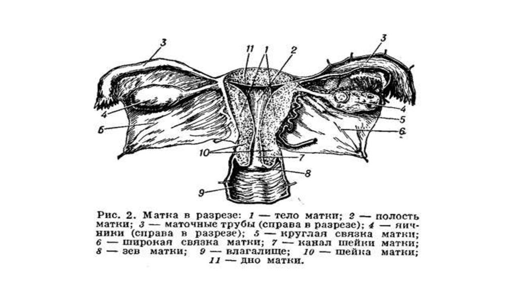 Состав женских органов. Внутреннее строение женских половых органов анатомия. Связки матки топографическая анатомия. Перешеек маточной трубы анатомия. Строение матки с придатками в разрезе.