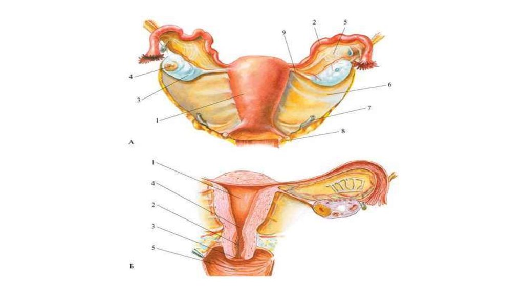 Название органов женской половой системы. Анатомия репродуктивной системы женщины. Репродуктивная система женщины анатомия внутренние. Внутренние женские репродуктивные органы. Строение женской половой системы.