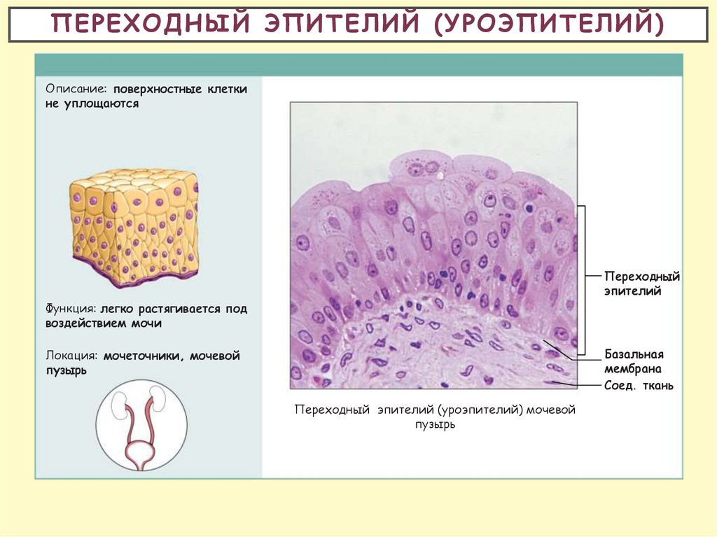 Что означает эпителия