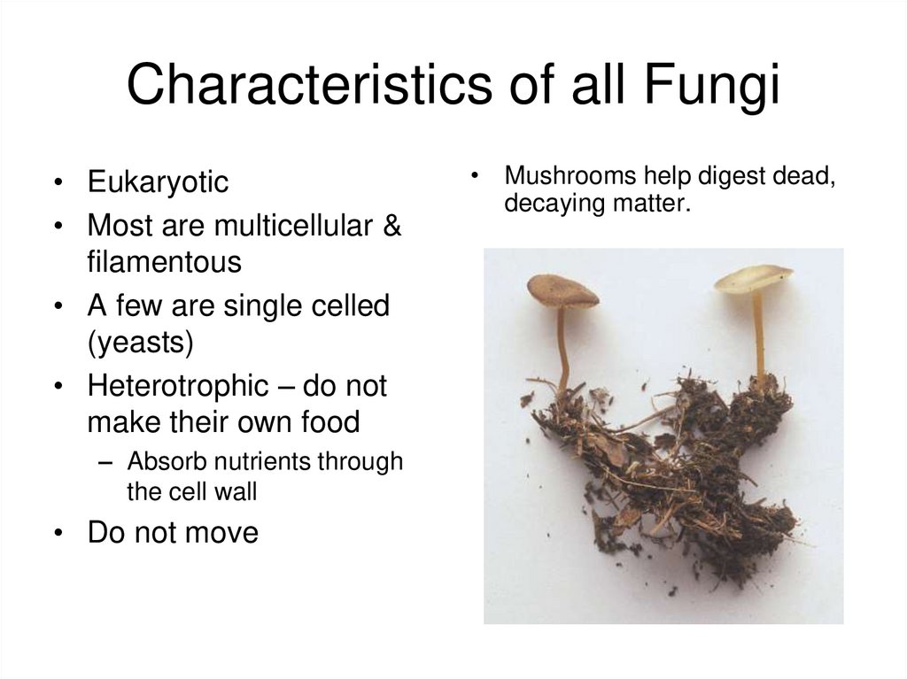 Diversity of plants Kingdom Fungi - презентация онлайн