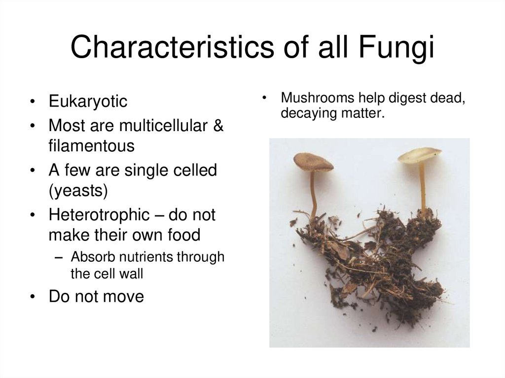 diversity-of-plants-kingdom-fungi