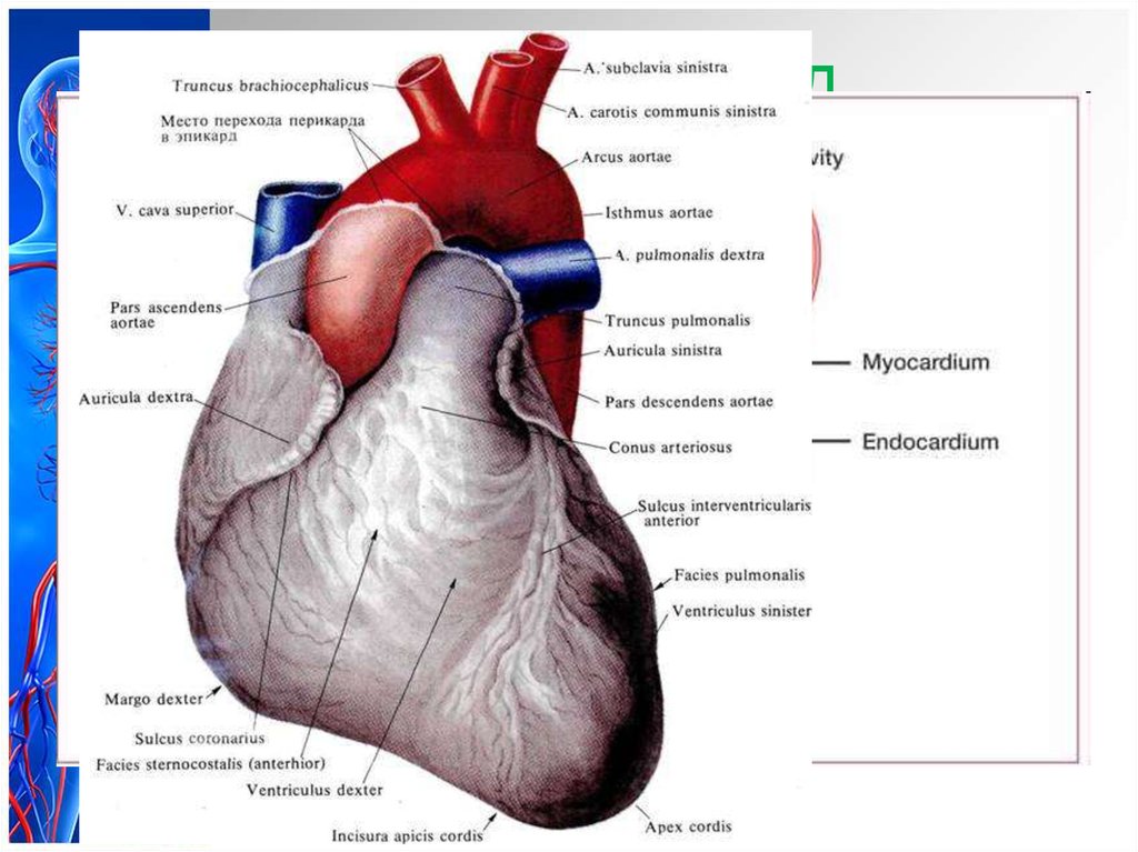 Cordis латынь. Строение сердца грудино рёберная поверхность. Строение сердца анатомия Синельников. Грудино реберная поверхность сердца анатомия. Грудино-реберная поверхность сердце вид спереди.