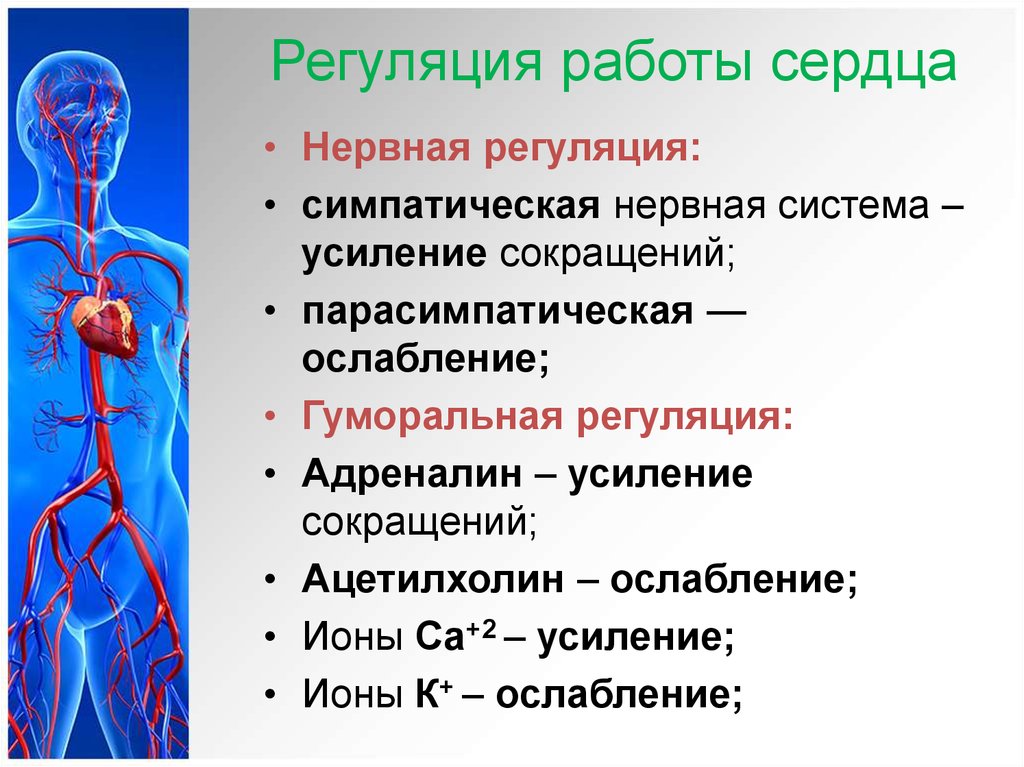 Центры управления сердечно сосудистой. Регуляция работы сердца. Нервная регуляция сердца. Регуляция работы кровеносной системы. Нервная регуляция работы сердца.