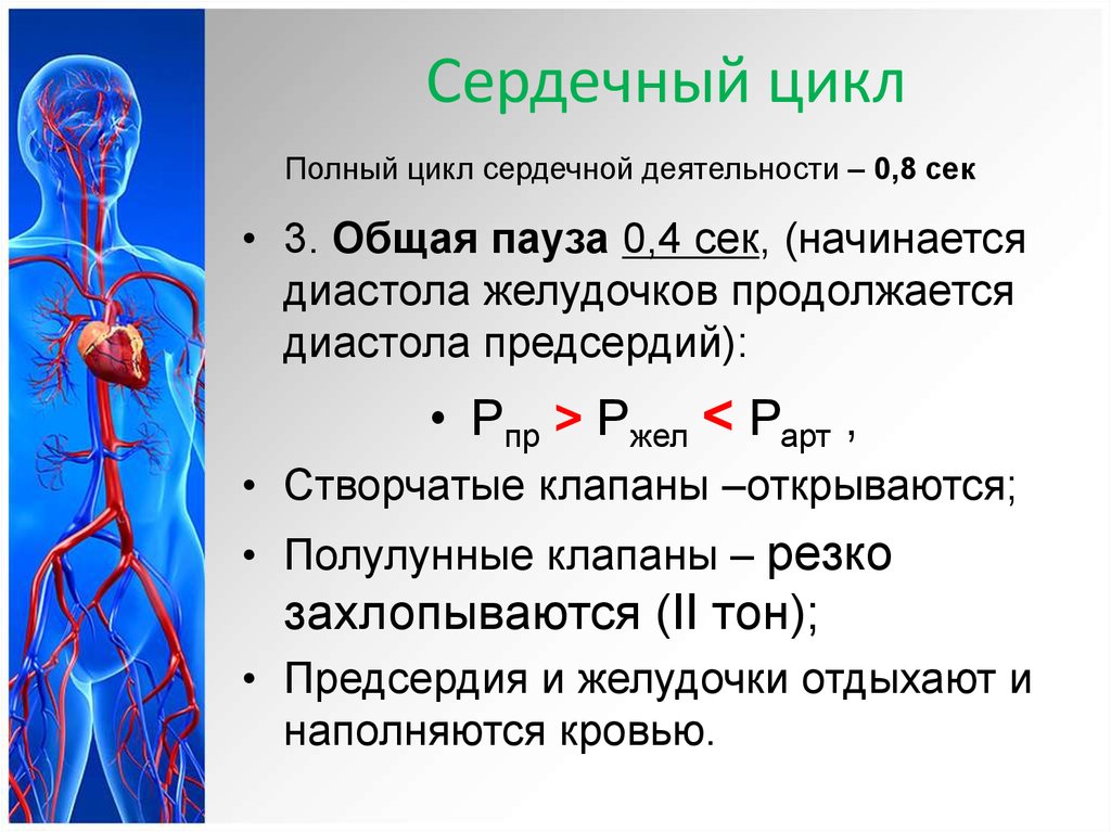 Сердечный длиться. Общая пауза сердца. Полный цикл сердечной деятельности. Цикл сердечно сосудистой системы. Общая пауза сердечного цикла.