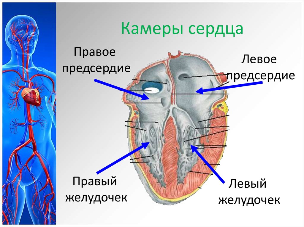 Какие камеры сердца