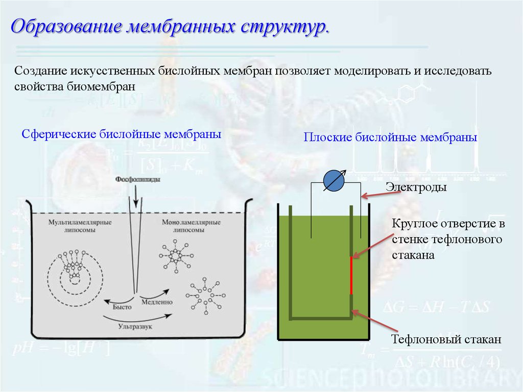 Образование мембран. Образование мембранных структур. Формирование мембранных структур. Формирование мембран и первичных организмов. Формирование мембранных структур и пробионтов.