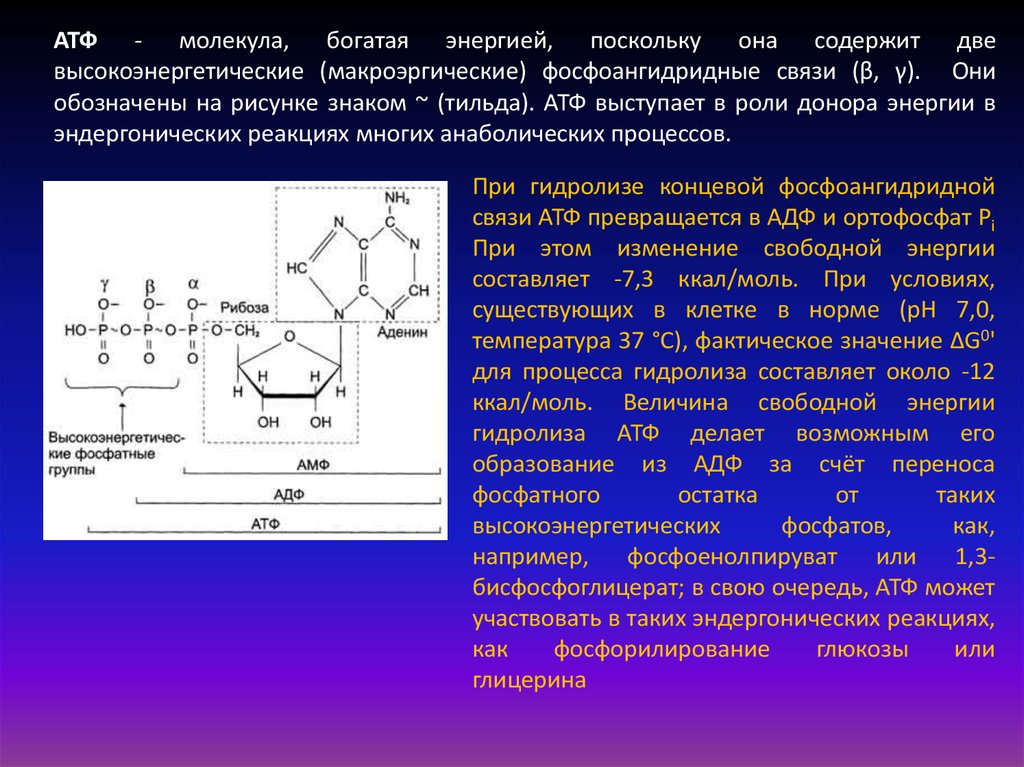 1 макроэргической связи. Связи в молекуле АТФ. Молекула АТФ. Макроэргические связи в молекуле АТФ. Высокоэнергетические молекулы.