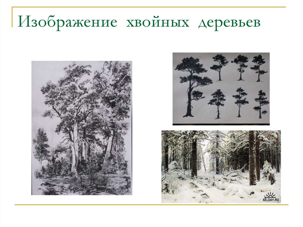 Изображение хвойных деревьев