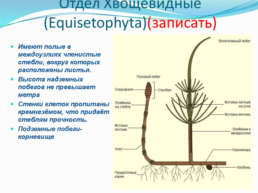 Значение хвощевидных