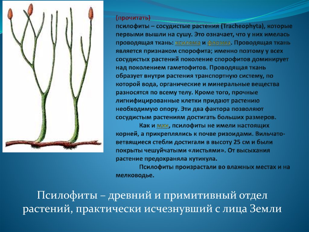 (прочитать) псилофиты – сосудистые растения (Tracheophyta), которые первыми вышли на сушу. Это означает, что у них имелась