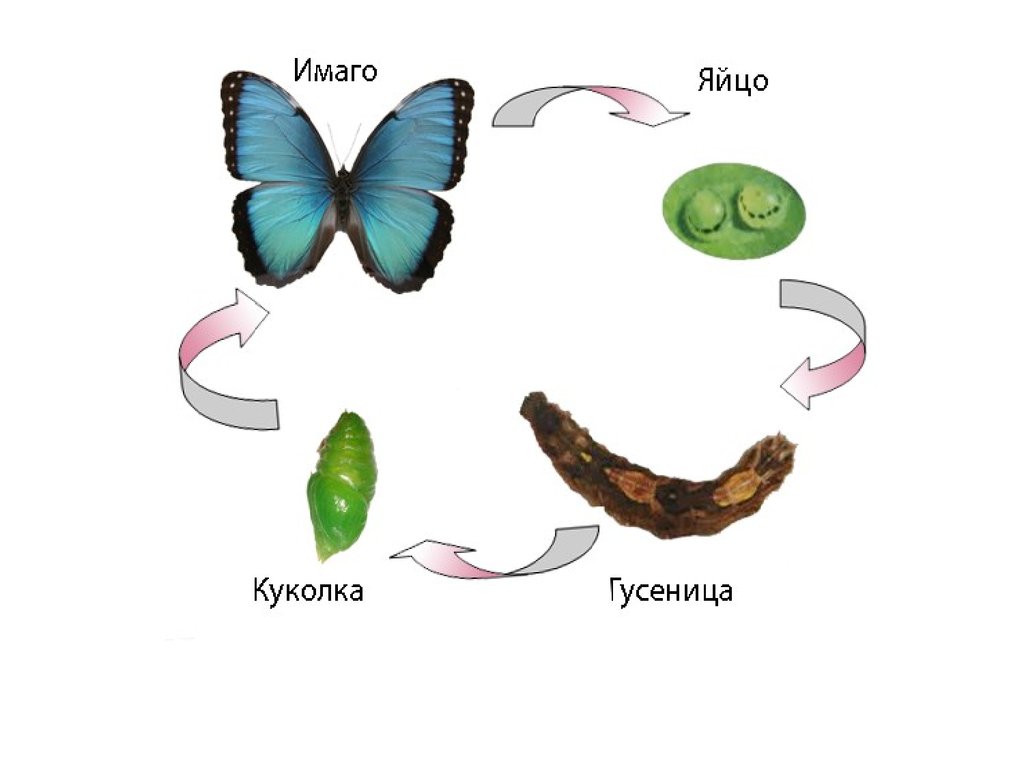 Схема превращения насекомых. Жизненный цикл бабочки капустницы. Цикл развития бабочки капустницы. Яйцо личинка гусеница куколка бабочка. Развитие бабочки с полным превращением.