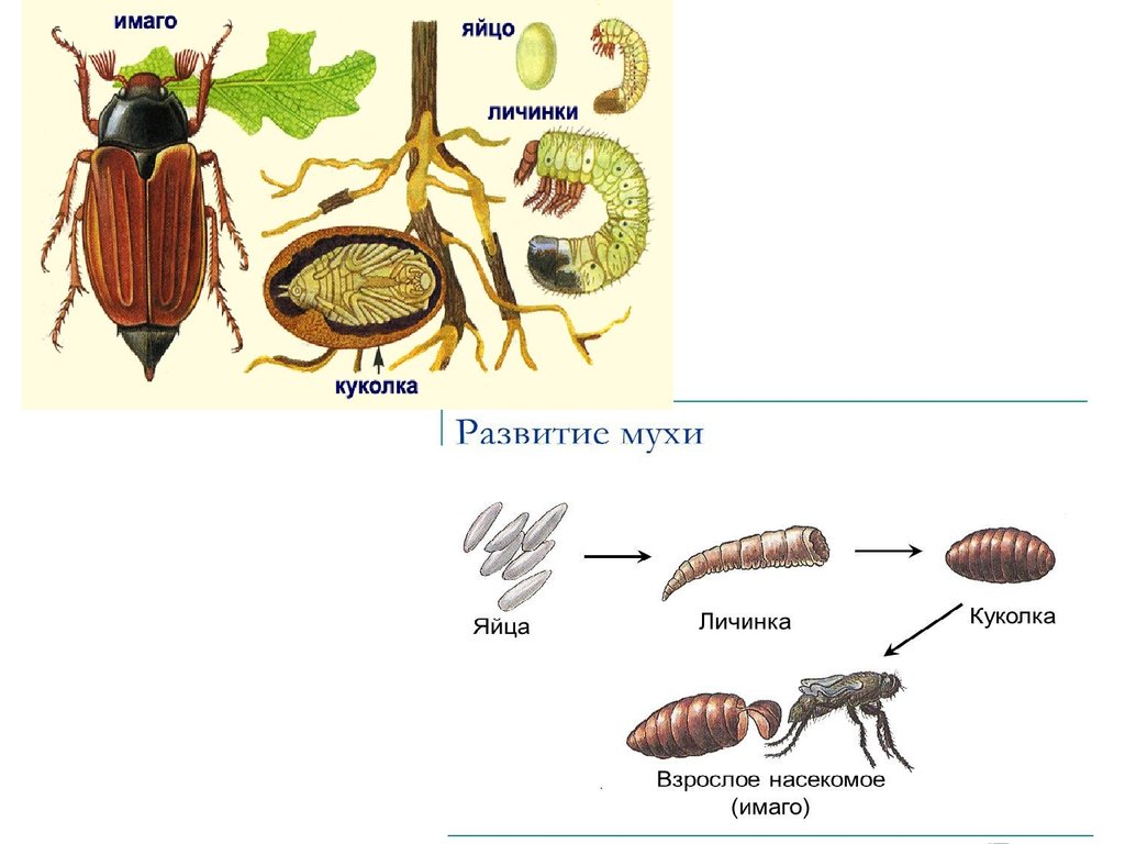 Майский жук развитие. Жук плавунец цикл развития. Постэмбриональное развитие жука-плавунца. Стадии постэмбрионального развития жука плавунца. Жук плавунец стадии развития.
