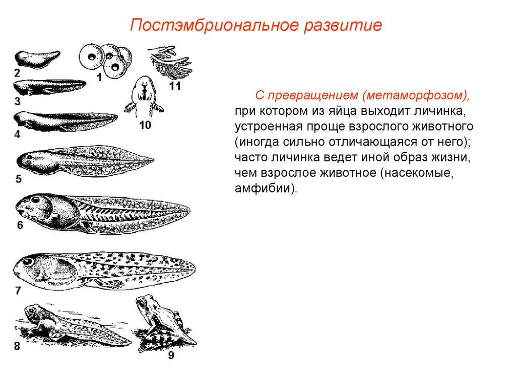 Рассмотрите внимательно схемы постэмбрионального развития животных назовите типы их развития