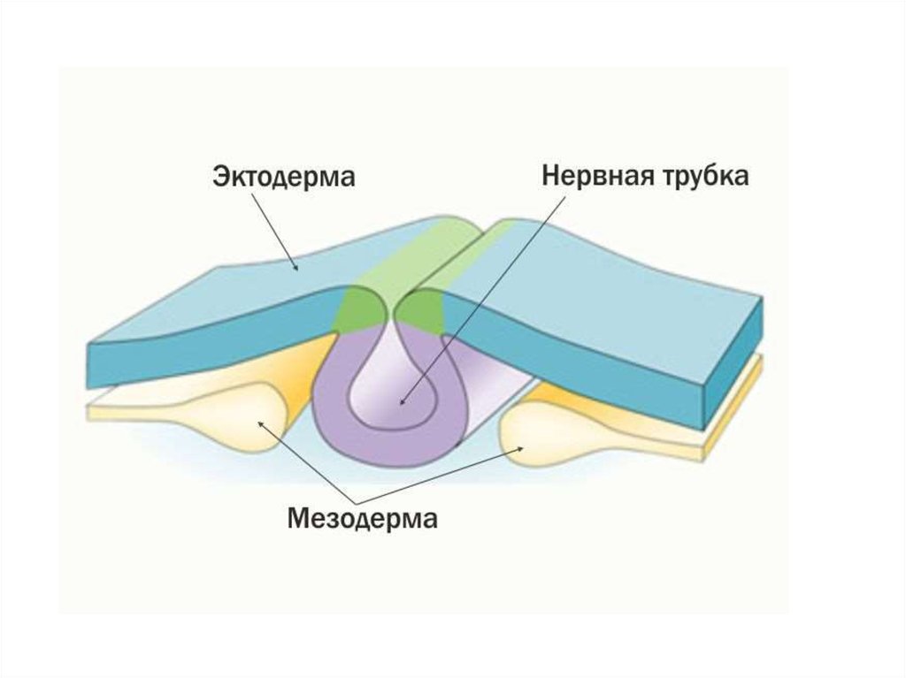 Нервная пластинка. Нервная трубка. 3 Слоя нервной трубки. Образование нервной трубки. Зоны нервной трубки.