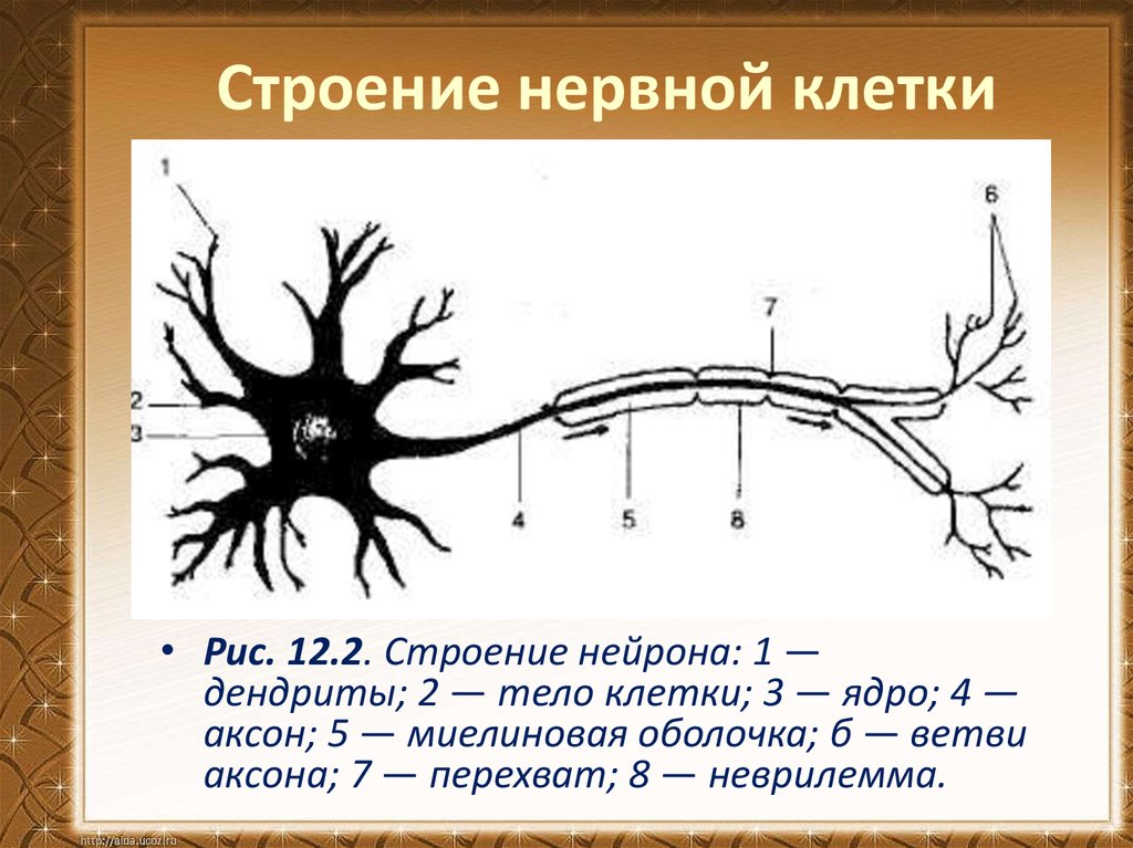 Примеры нервных клеток. Строение нейрона анатомия схема. Схема нервная ткань Нейроны отростки. Строение нейрона рисунок. Схема строения нервной клетки нейрона.