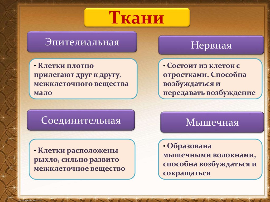 Ткани человека презентация 11 класс