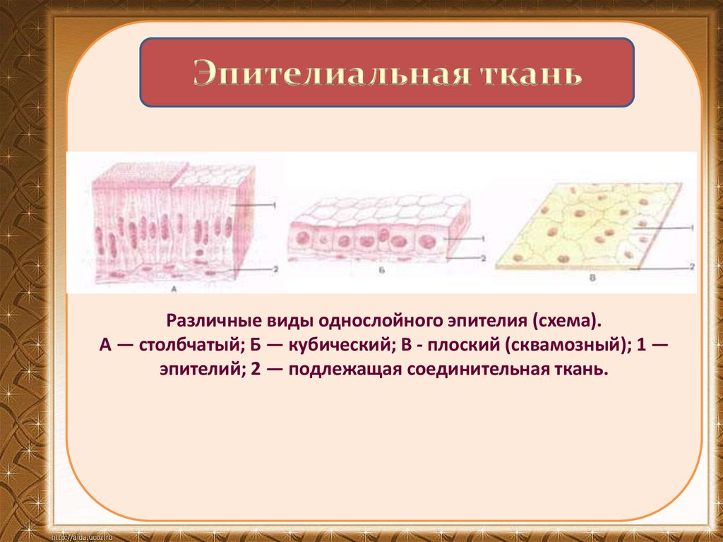 1 эпителиальная ткань. Эпителиальная ткань схема. Столбчатая эпителиальная ткань. Однослойный столбчатый эпителий схема. Эпителиальная 2) соединительная.