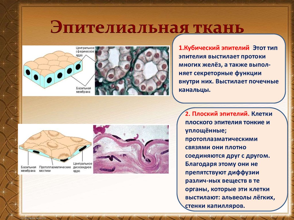 Эпителиальной клеткой является. Однослойный плоский эпителий функции. Ткани человека эпителиальная ткань. Однослойный кубический эпителий функции. Строение ткани эпителиальной ткани.