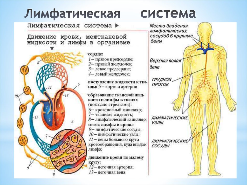 Вены направление движения. Лимфатическая система человека анатомия движение лимфы. Схема строения лимфоидной системы человека. Лимфатическая система организма схема. Лимфатическая система человека схема движения лимфы.