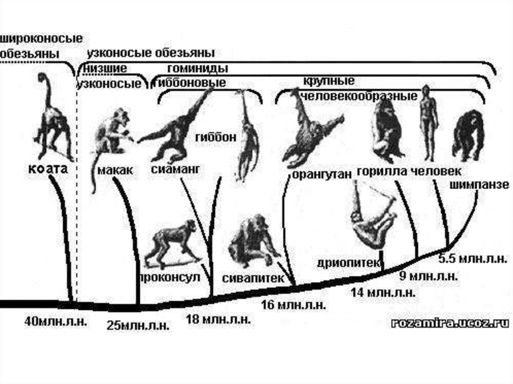 Последовательность эволюции животных. Узконосые обезьяны классификация. Виды приматов схема. Систематика приматов. Систематика приматов схема.