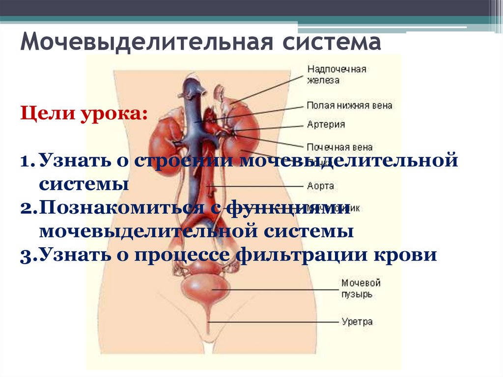 Строение мочевыделительной системы презентация