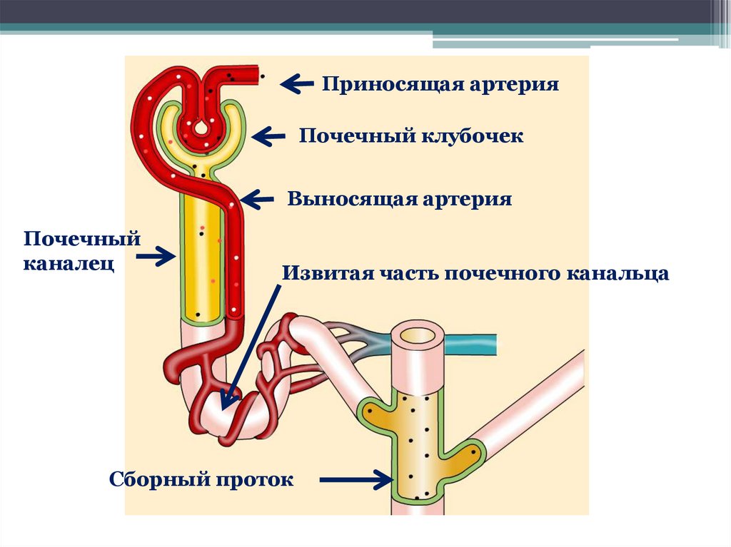 Какие сосуды почечные артерии. Мочевыделительная система строение нефрона. Приносящая артерия нефрона строение. Органы мочевыделения, нефрона биология 8 класс. Выделение органы мочевыделительной системы нефрон.