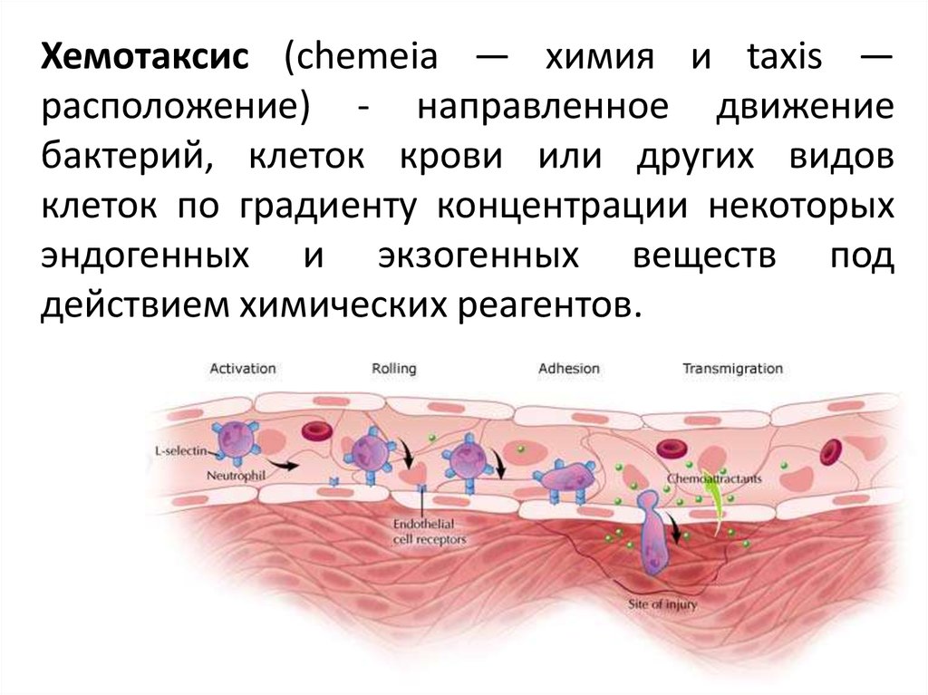 Процесс хемотаксиса