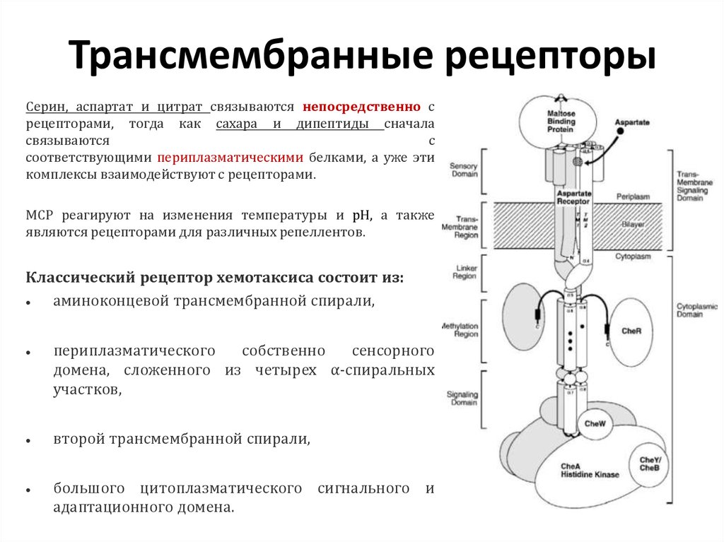 Наблюдение за хемотаксисом