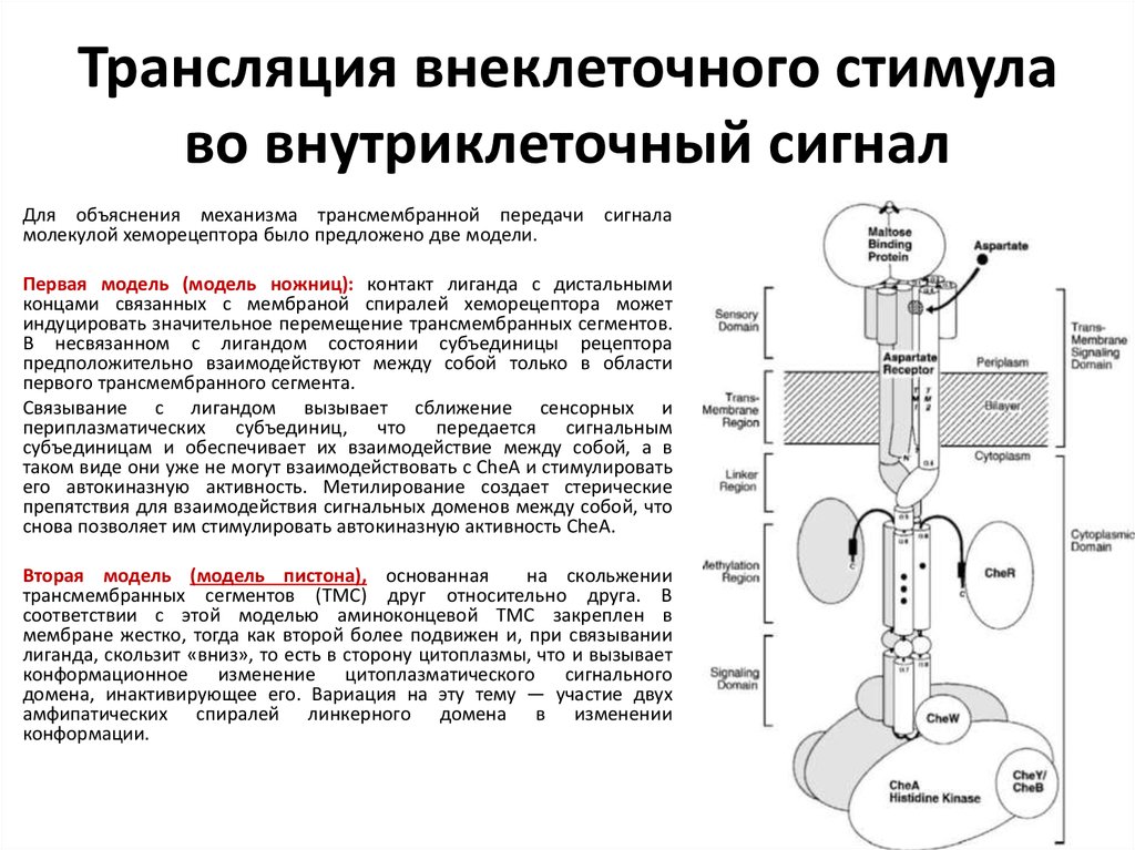 Строение хемотаксиса