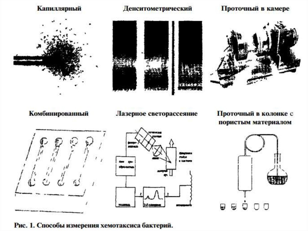 Наблюдение за хемотаксисом