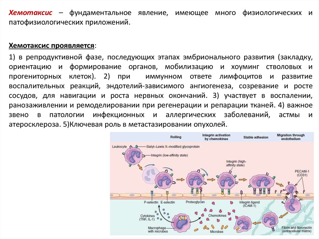 Изучение хемотаксиса. Хемотаксис это в патологии. Хемотаксис лимфоцитов. Хемотаксис иммунных клеток. Регуляторами хемотаксиса лейкоцитов при воспалении являются.