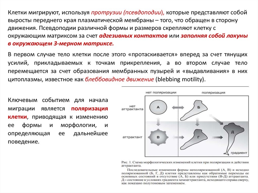 Строение хемотаксиса