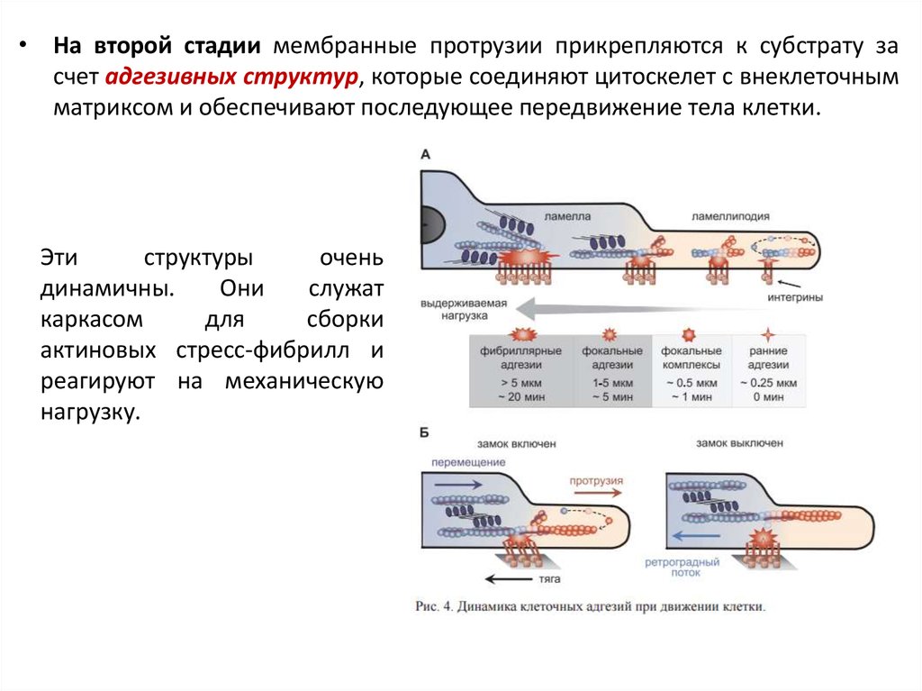 Стадии хемотаксиса. Фокальные комплексы адгезии. К субстрату не прикрепляется. Адгезия ретроградная. К субстрату прикрепляются Вольво.