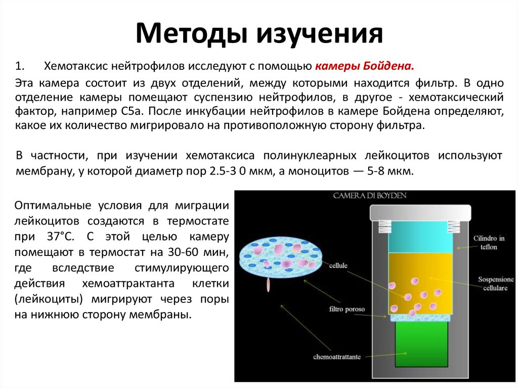 Строение хемотаксиса. Методы исследования хемотаксиса. Оценка хемотаксиса нейтрофилов. Камера Бойдена. Методы изучения нейтрофилов..