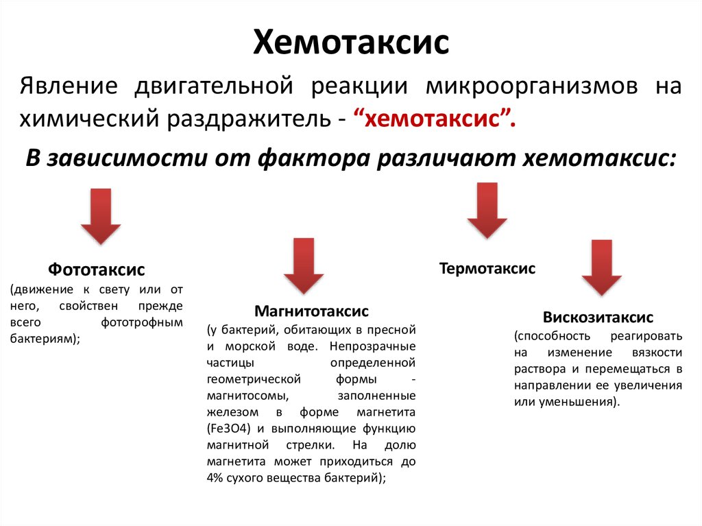 Хемотаксис примеры. Хемотаксис. Хемотаксисеское факторы. Хемотаксис это в патологии.