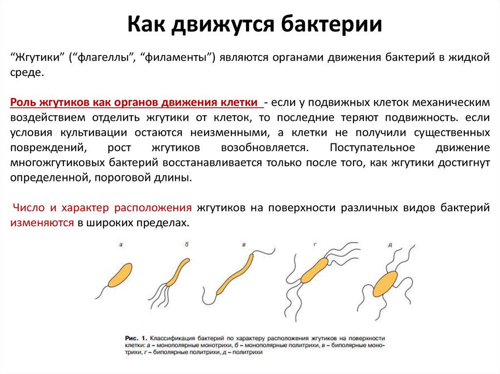 Наблюдение за хемотаксисом