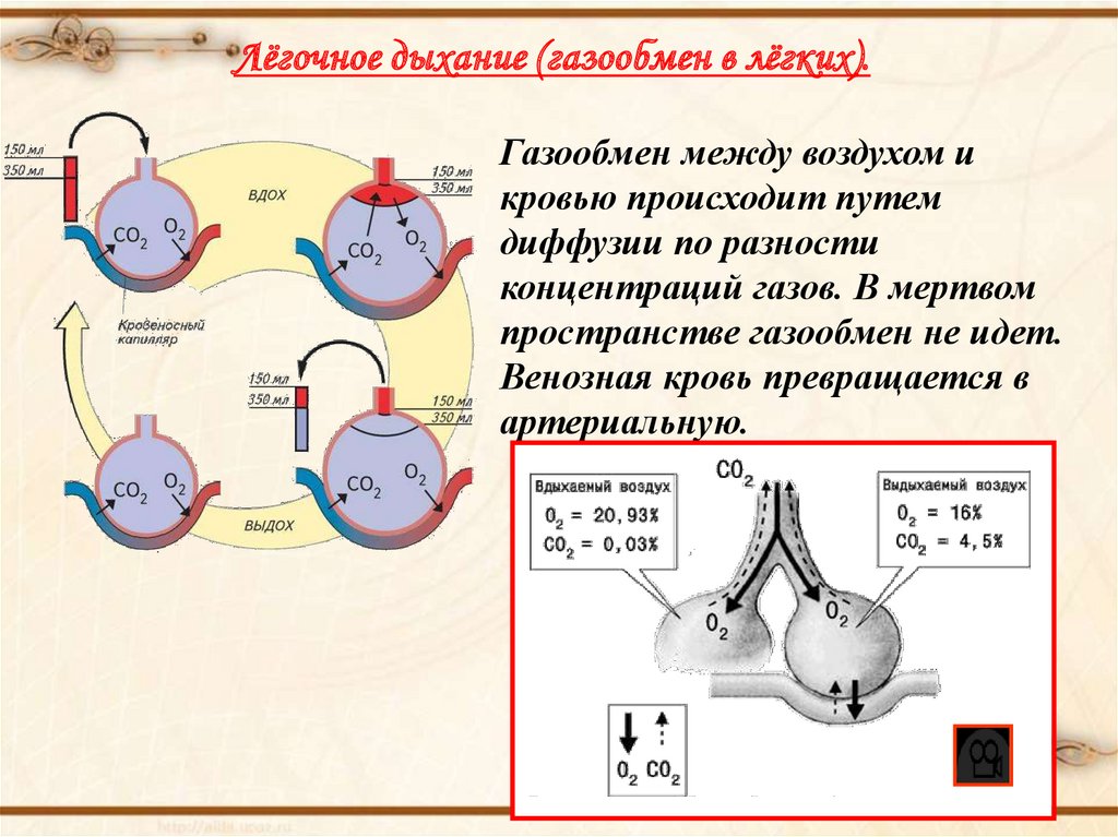 Газообмен в тканях картинка