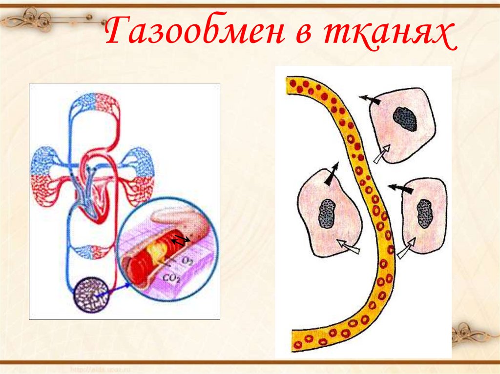 Презентация легкие газообмен в легких и других тканях 8 класс