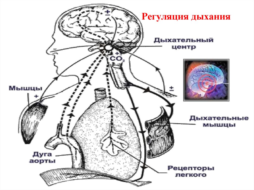 Нервная регуляция рисунок. Регуляция дыхания схема. Нервная регуляция дыхания физиология. Рефлекторная регуляция дыхания 8 класс. Рефлекторная регуляция дыхания схема.