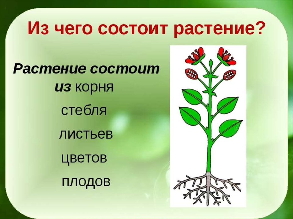 У каких растений есть корень. Части растения. Растение состоит. Строение растения. Из каких частей состоит растение.