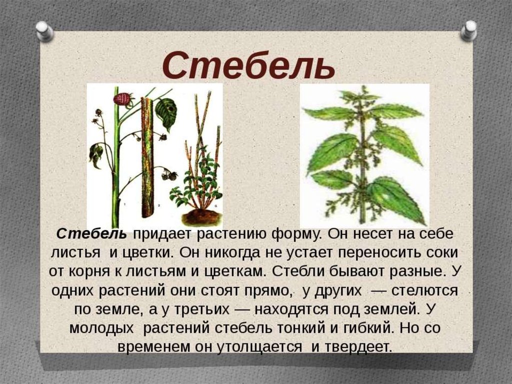 Корни которые можно есть. Стебель растения. Сообщение о стебле. Стеблевые корни у растения. Корень растения для презентации.