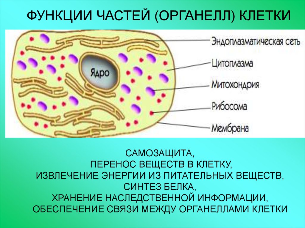 Органеллы цитоплазмы клеток. Органеллы клетки. Функции частей клетки. Функции органелл клетки. Перечислить органеллы.