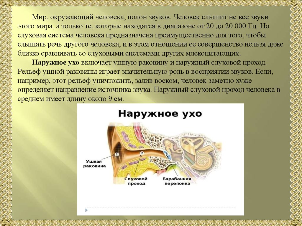 То что слышит человек физика. Слуховая система. Слуховая система человека человека. Нейрофизиология слуховой системы. Слуховая система презентация.