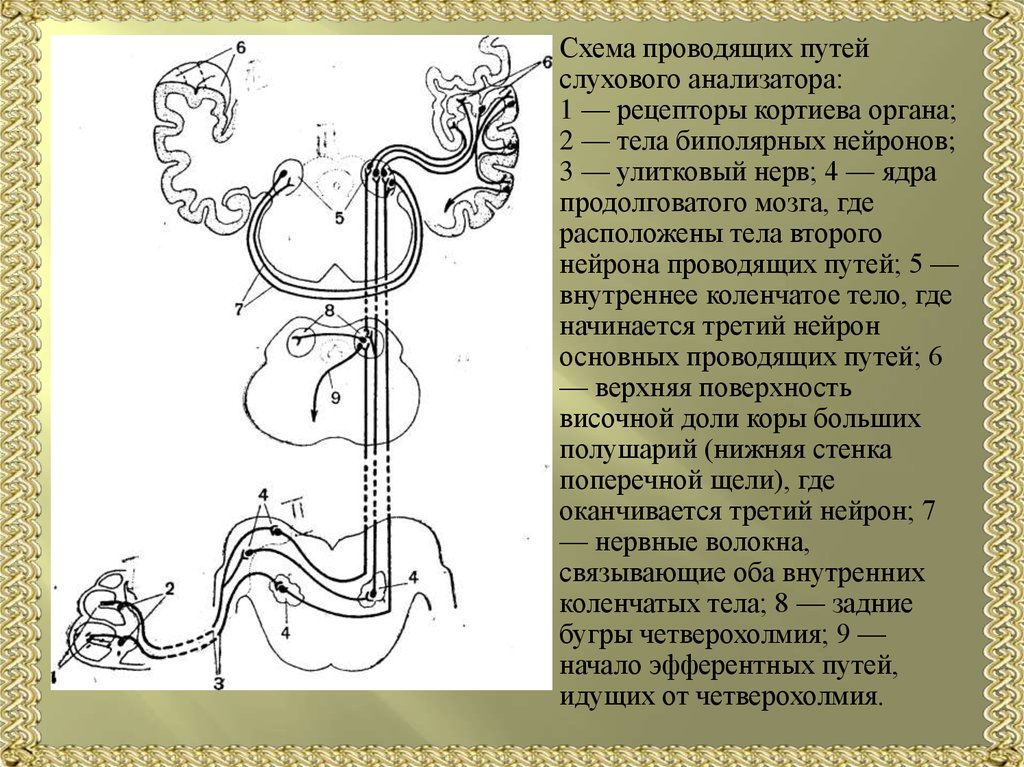 Схема слухового анализатора