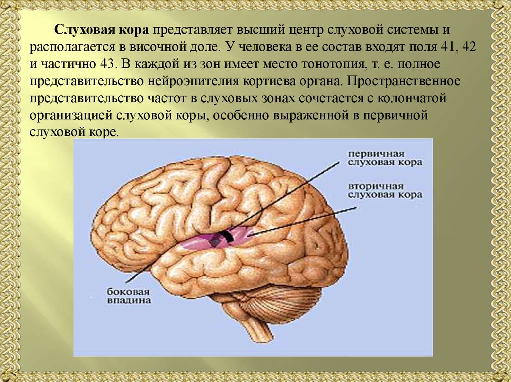 Слуховая зона мозга расположена. Слуховой анализатор слуховая зона коры. Слуховая зона коры функции.