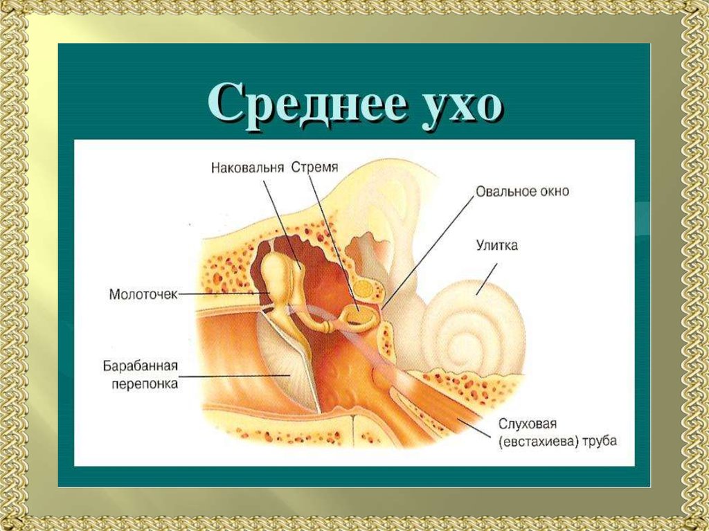 Барабанной перепонкой и внутренним ухом. Структура полости среднего уха. Слуховые кости среднего уха анатомия. Строение наружного уха анатомия уха. Строение полости среднего уха.
