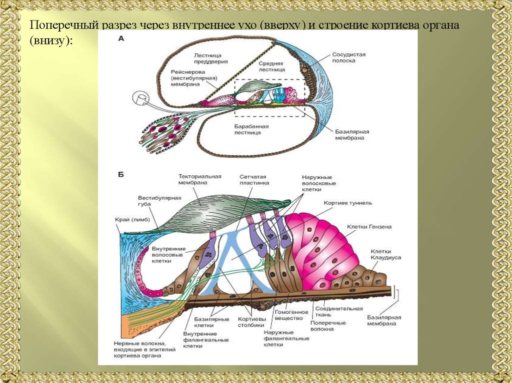 Чувствительные клетки внутреннего уха. Внутреннее ухо Кортиев орган. Строение внутреннего уха Кортиев орган. Кортиев орган внутреннего уха анатомия. Строение уха Кортиев орган.